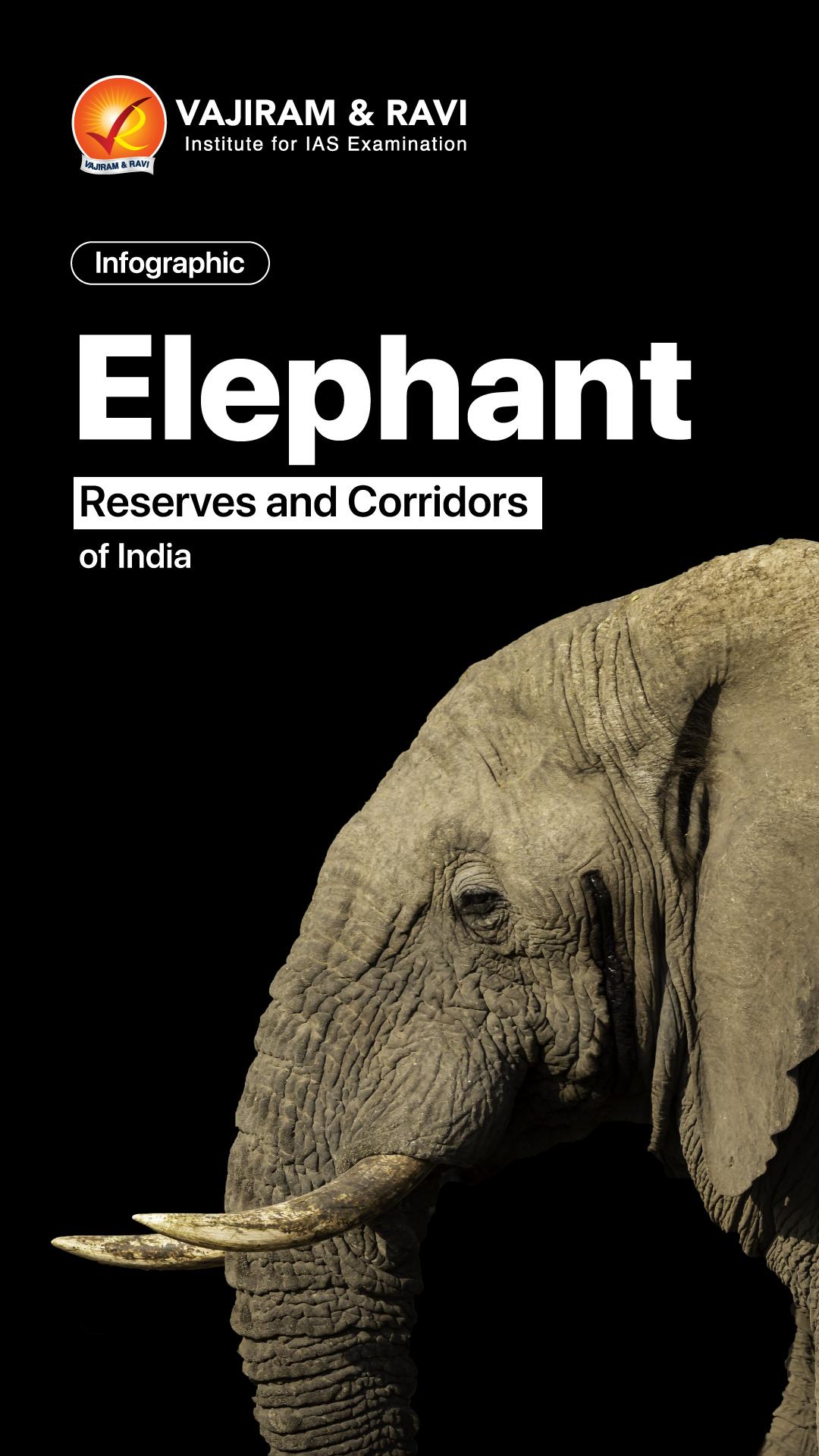 All About Elephants cover