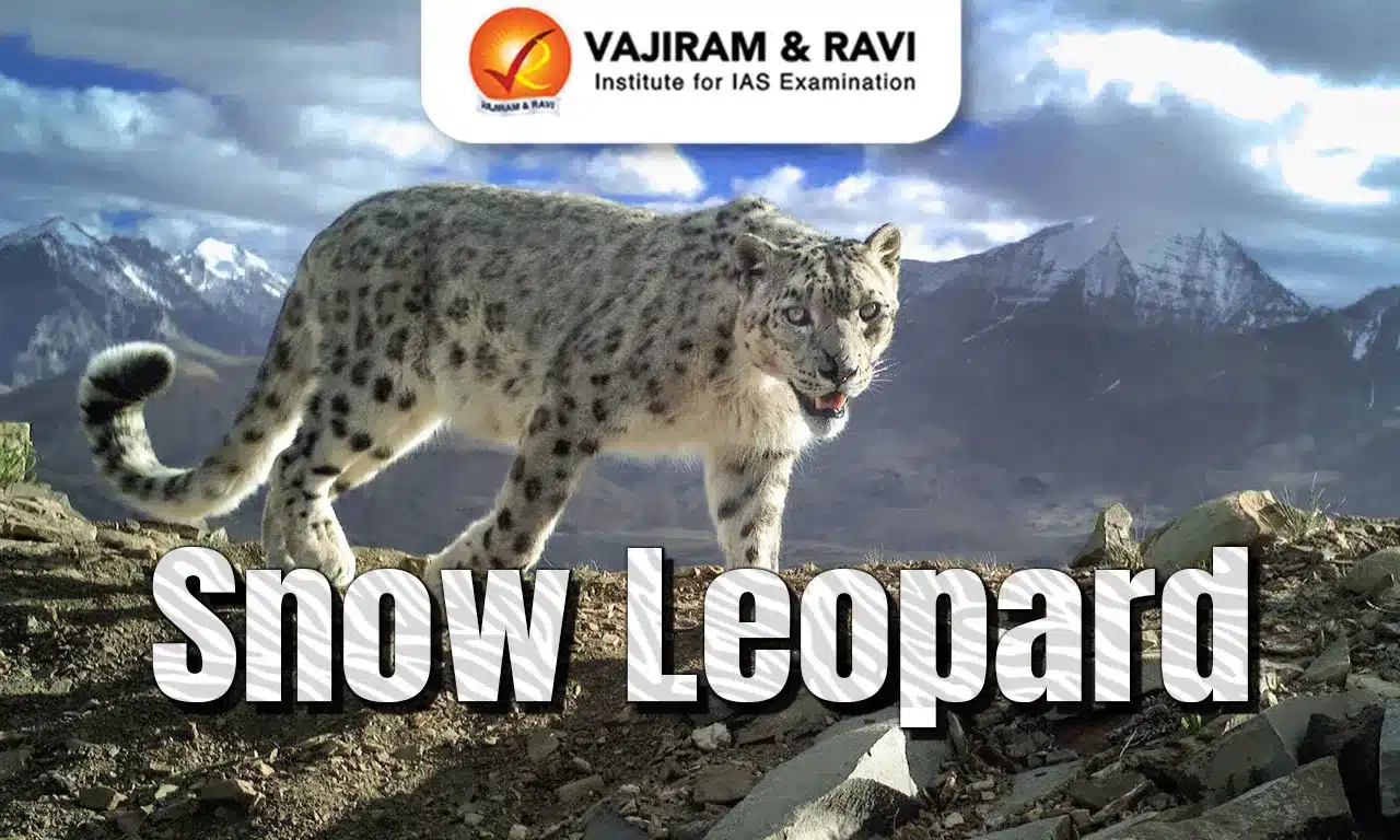 Snow Leopard