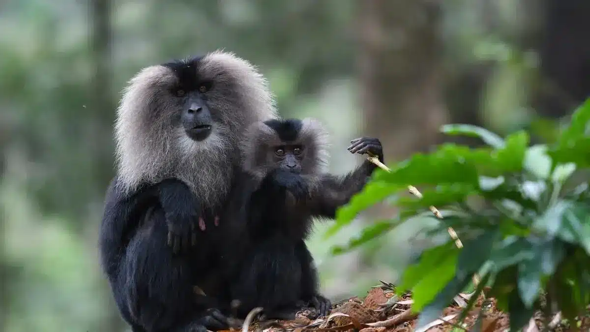 Lion-Tailed Macaque