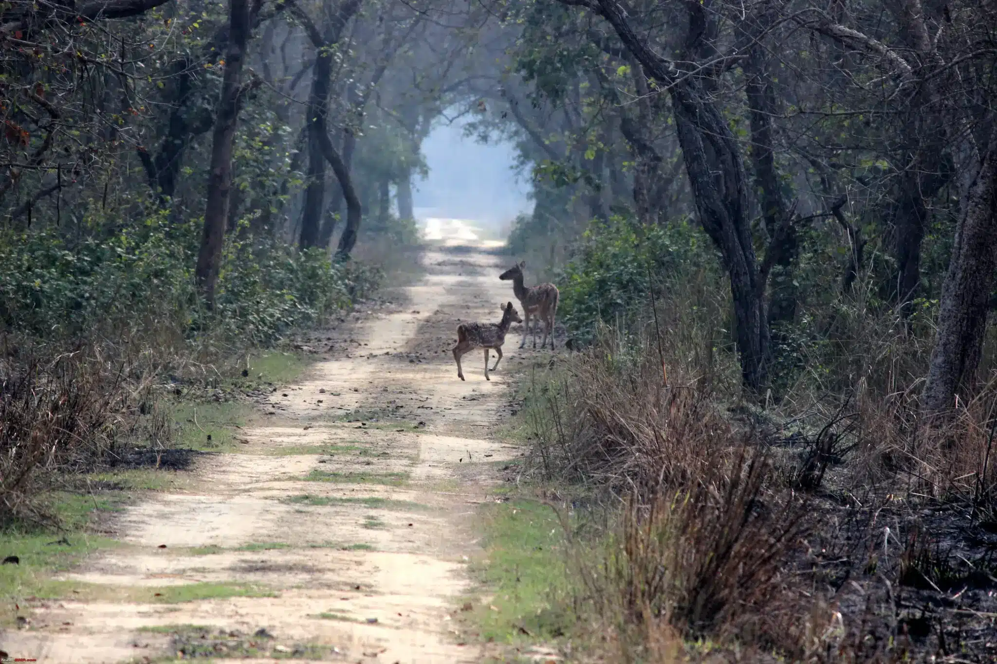 Dudhwa Tiger Reserve
