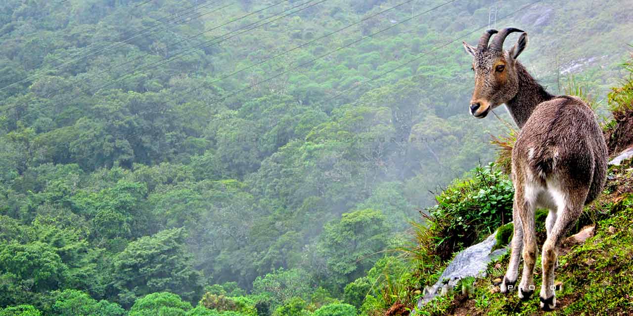About Eravikulam National Park