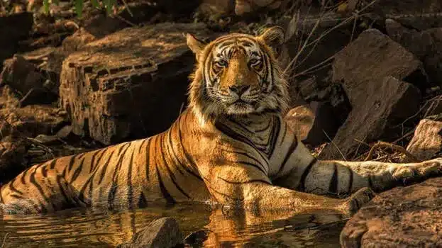 Periyar Tiger Reserve