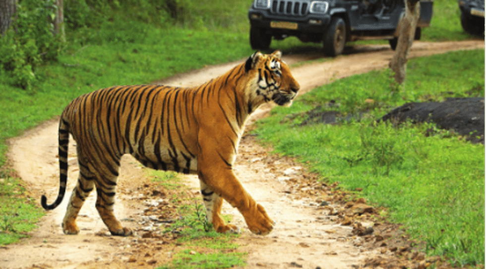 All About Bandipur Tiger Reserve