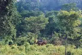 Amchang Wildlife Sanctuary