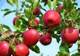 Apple Cultivation in India