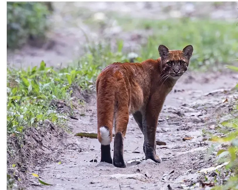 Asian Golden Cat