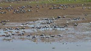 Asian Waterbird Census 2023