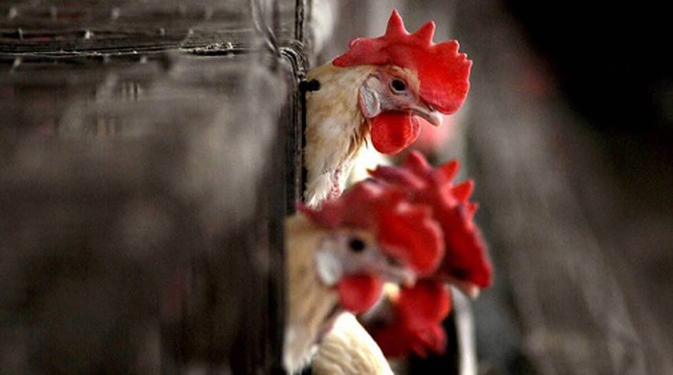 Avian Flu