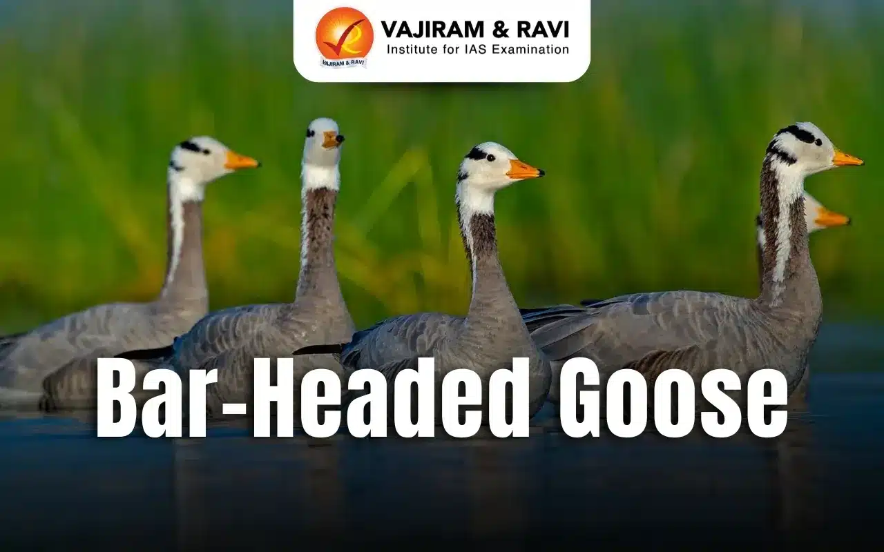 Bar-Headed Goose