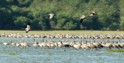 Barda Wildlife Sanctuary