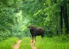 Barnawapara Wildlife Sanctuary