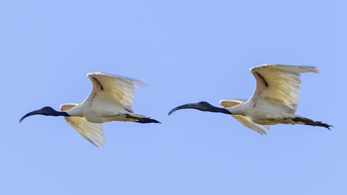Black-Headed Ibis