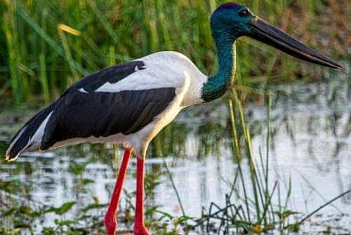 Black-necked Stork