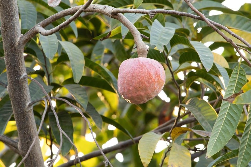Bullock’s Heart Tree