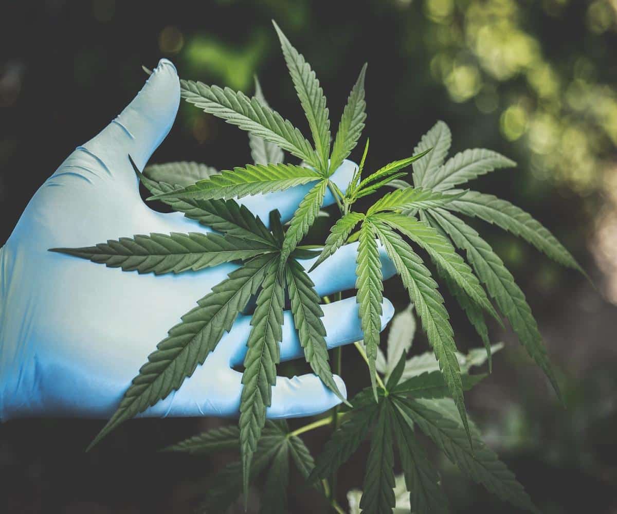 Cannabis Cultivation
