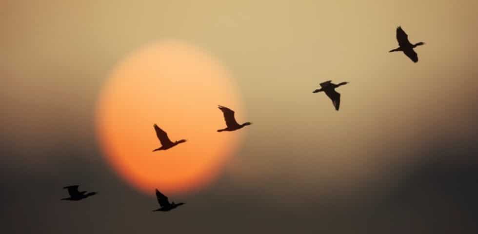Central Asian Flyway (CAF)