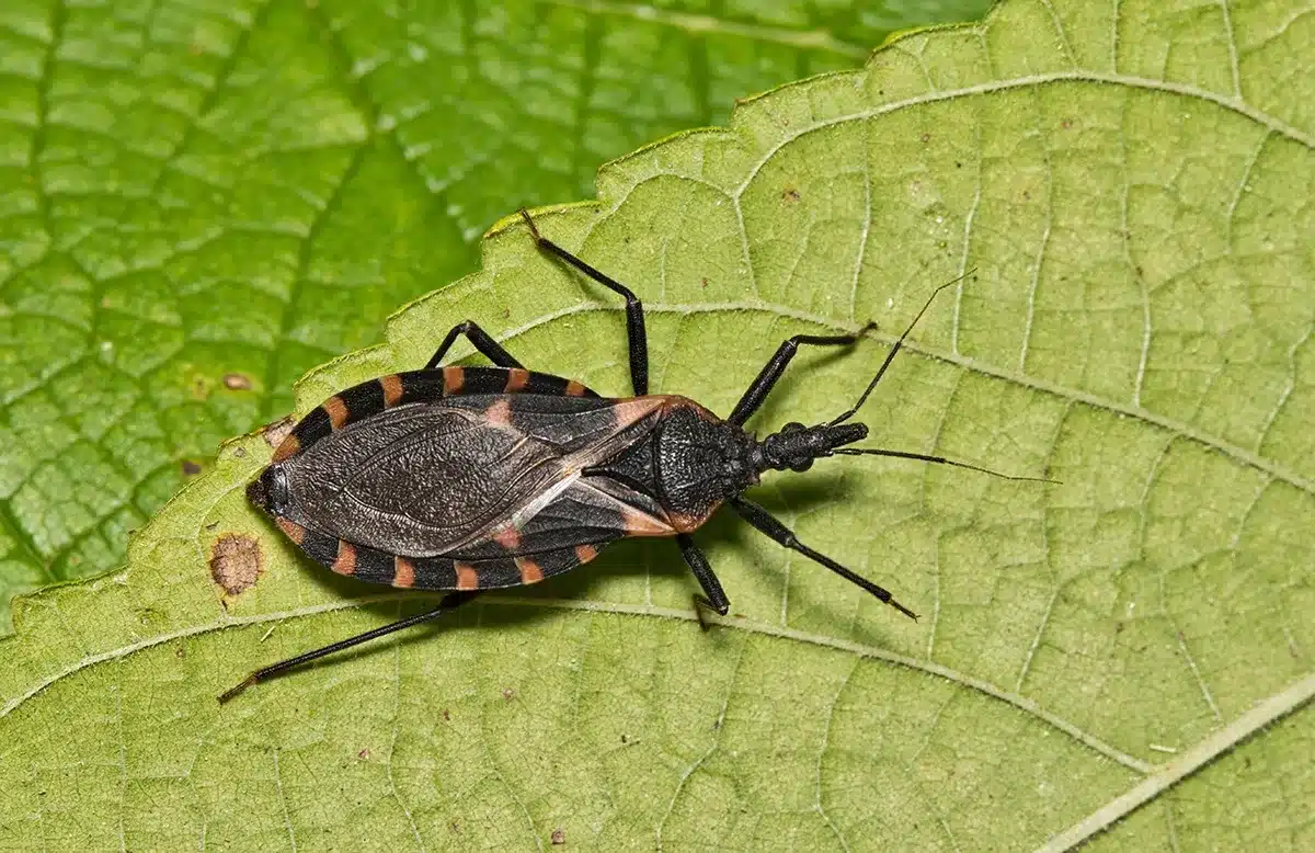 What is Chagas Disease?