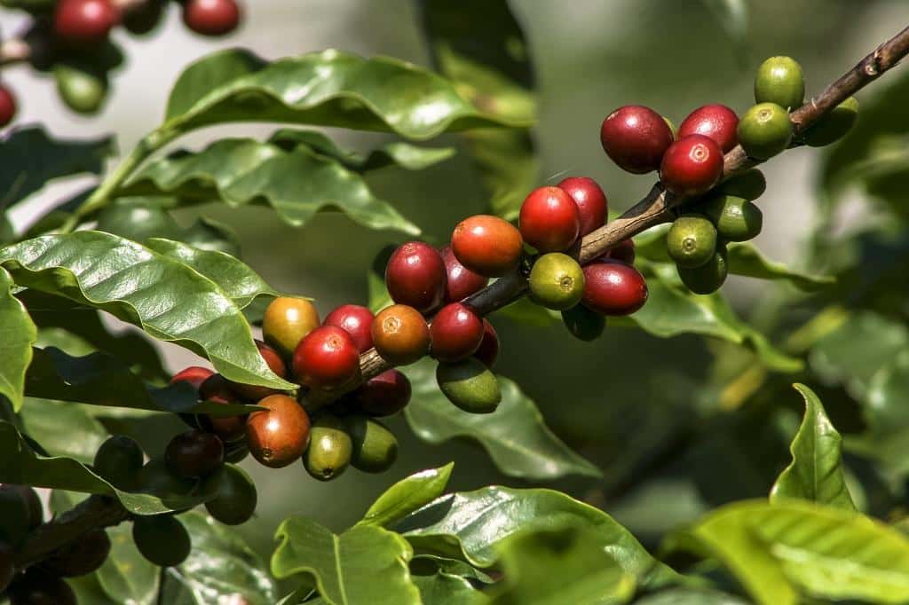 Coffee Production in India