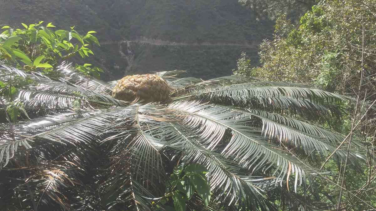 Cycas Pectinata