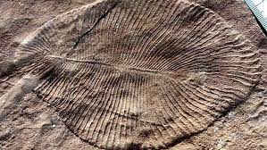 Dickinsonia