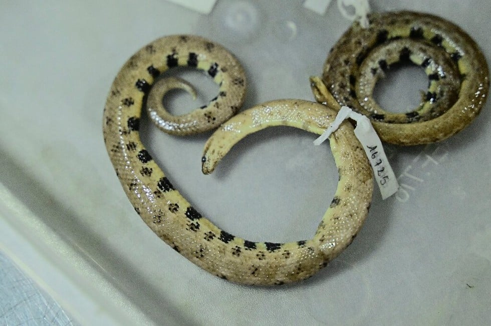 Dwarf Boa