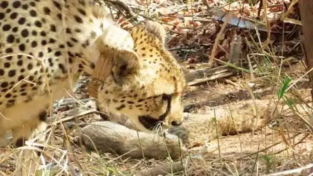 Gandhi Sagar Wildlife Sanctuary