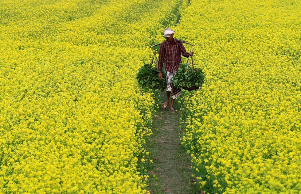 GM mustard