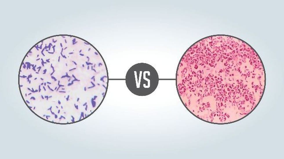 Gram-negative bacteria