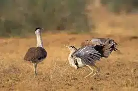 Great Indian Bustards (GIBs)