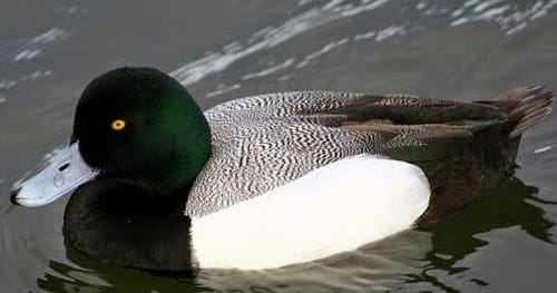 Greater Scaup