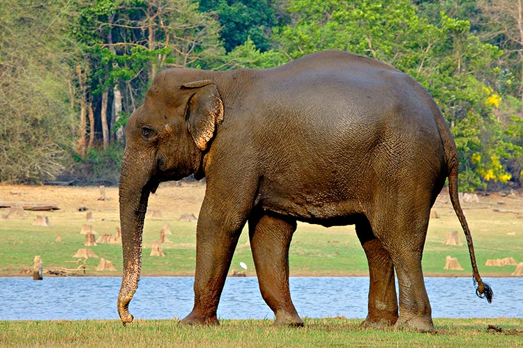 High-Powered Committee on Wild Animals?