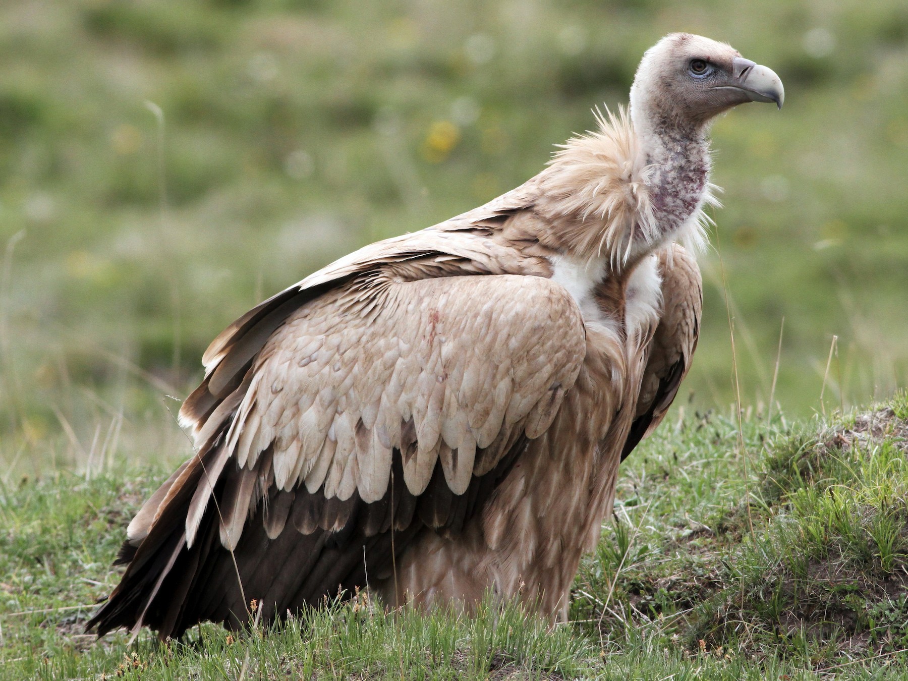 Himalayan Griffon