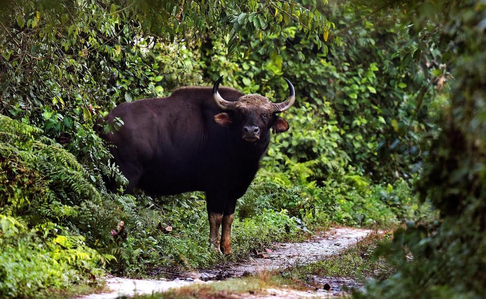 Indian Bisons