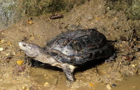 Indian Black Turtle