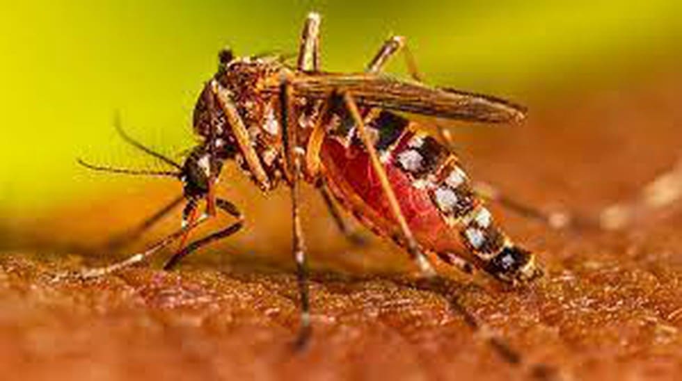 India’s DNA Vaccine against Dengue
