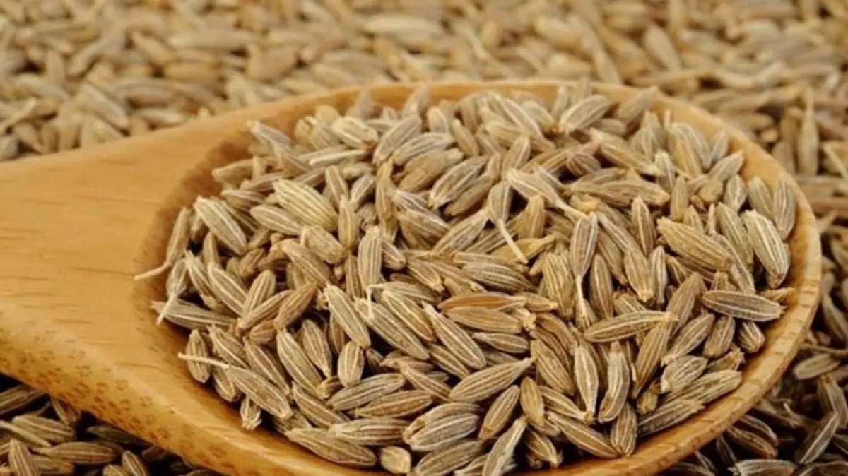 Jeera (Cumin) Cultivation