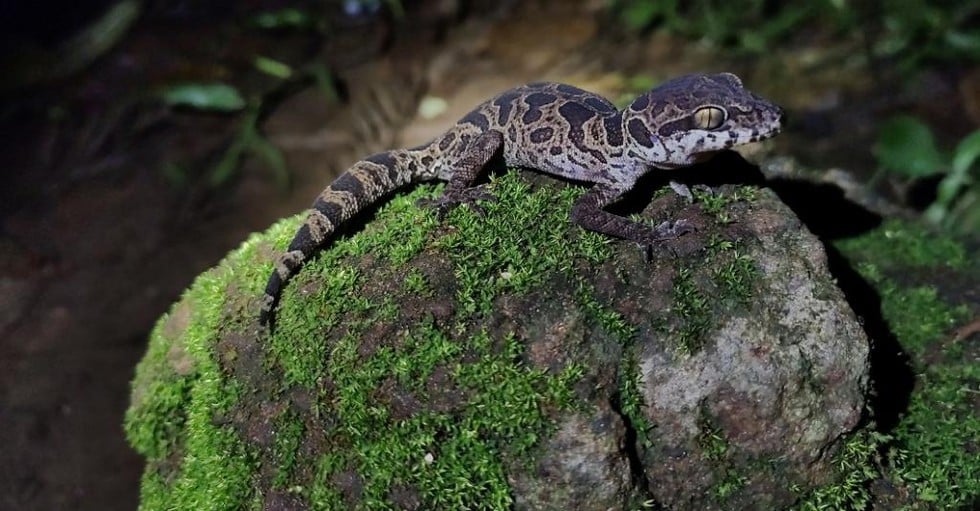 Jeypore Ground Gecko