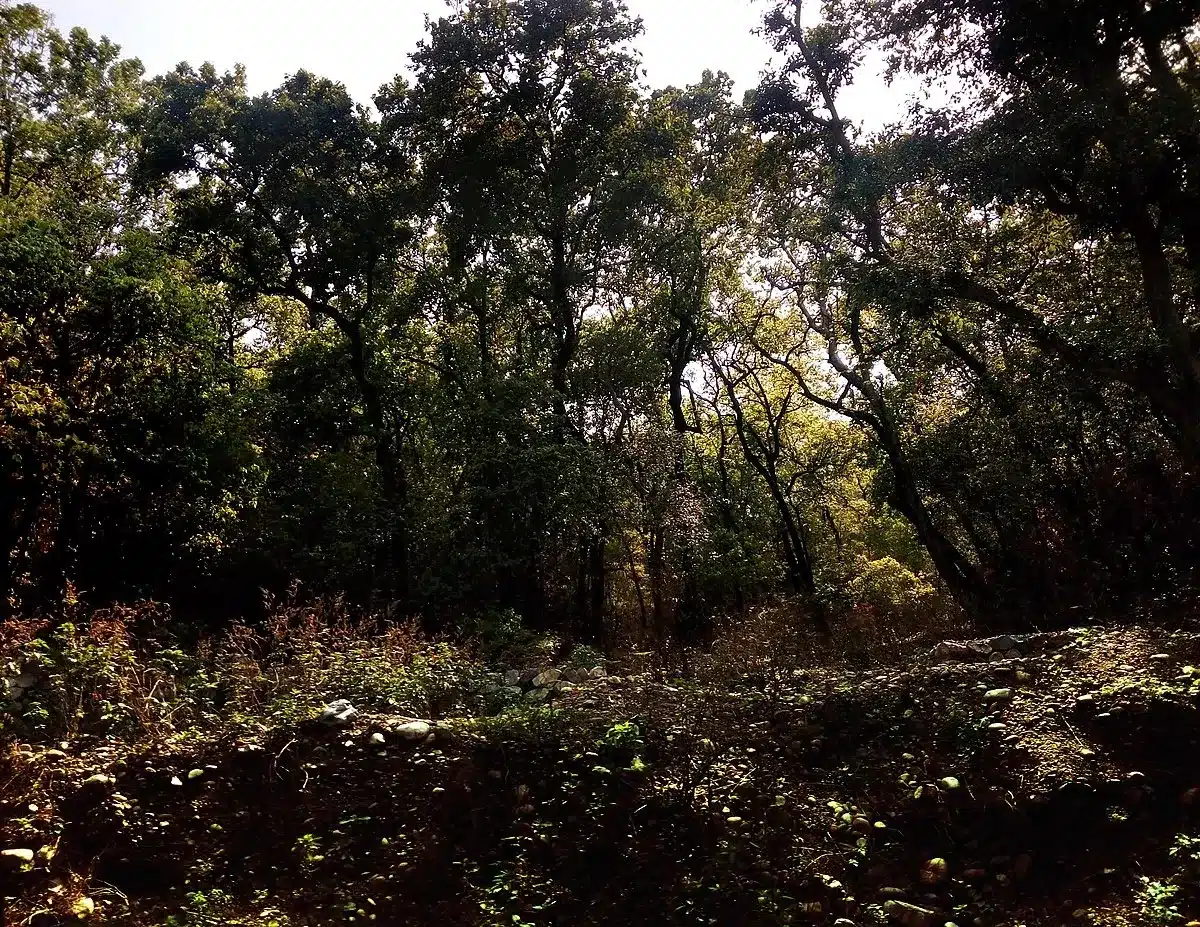 Kalesar Wildlife Sanctuary