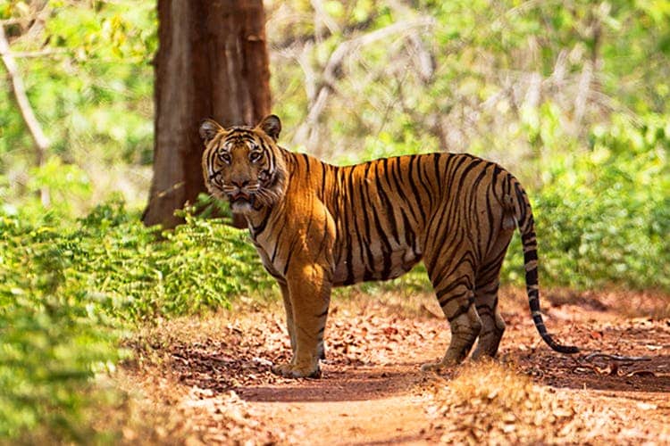 Kali Tiger Reserve