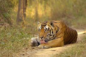 Kanha Tiger Reserve