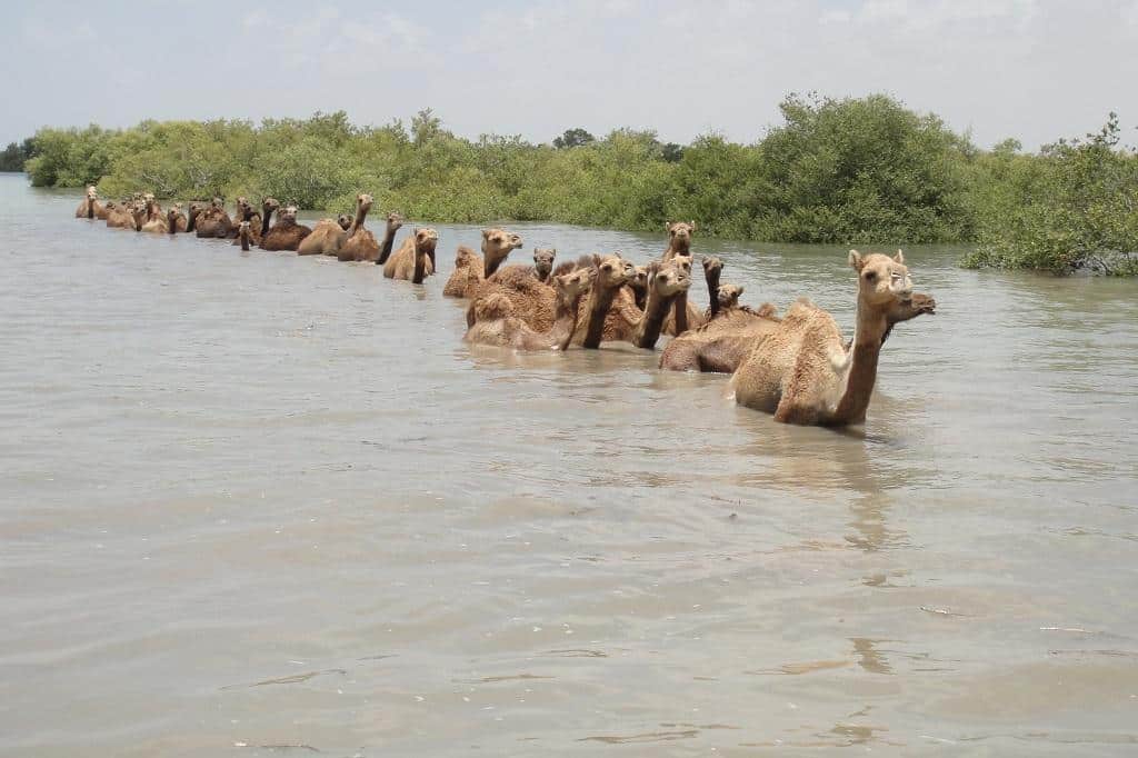 Kharai Camel