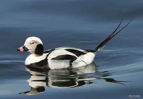 Long-tailed Ducks