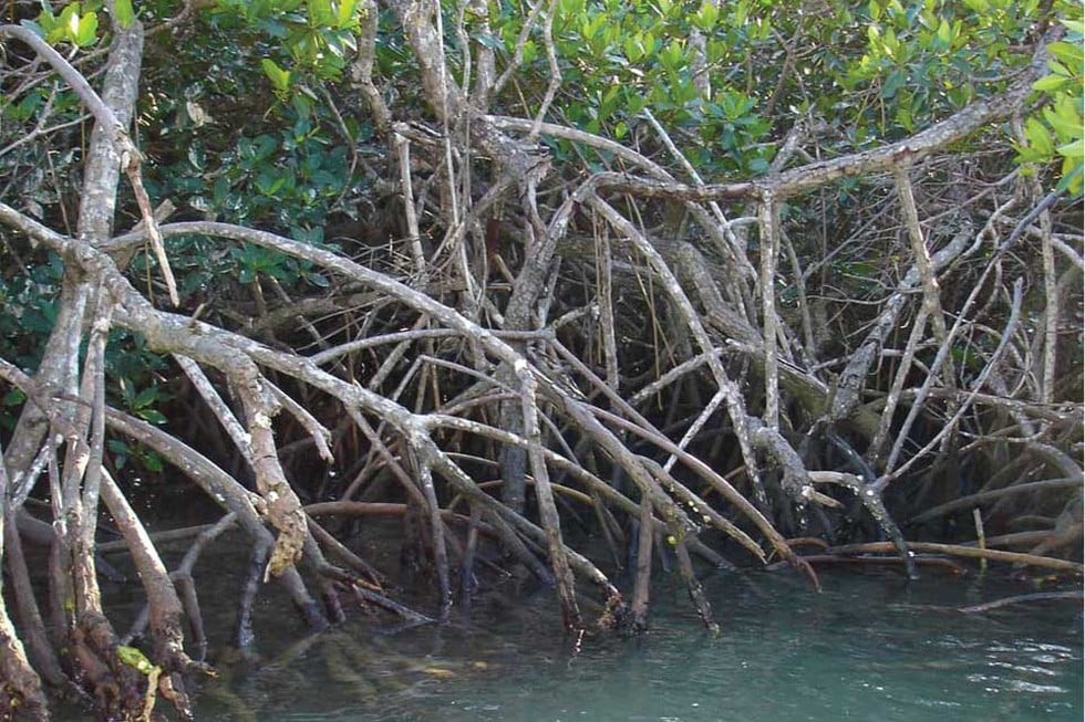 Mangroves
