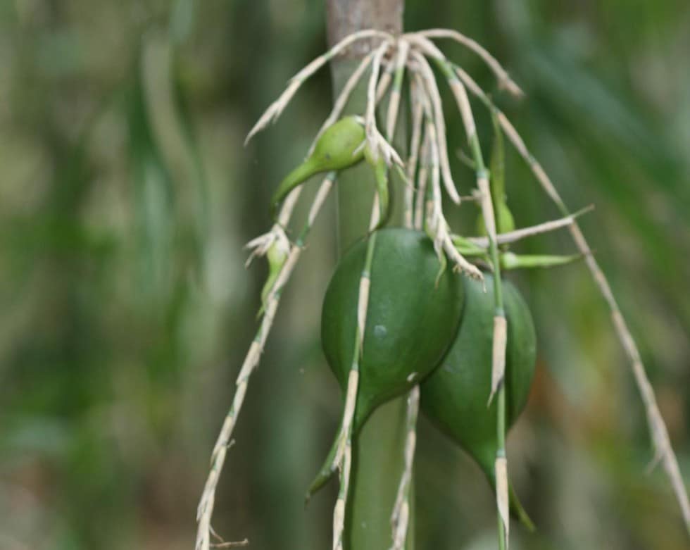 Melocanna Baccifera