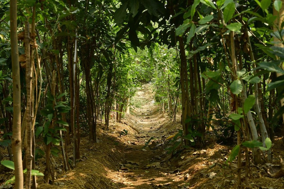 Miyawaki Forest