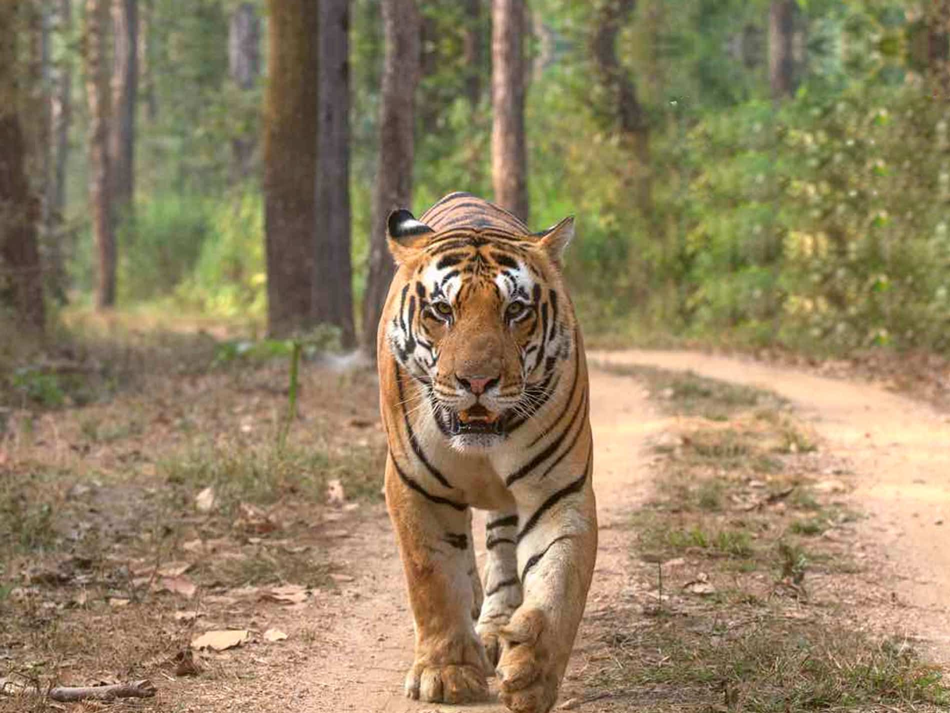Mukundra Hills Tiger Reserve