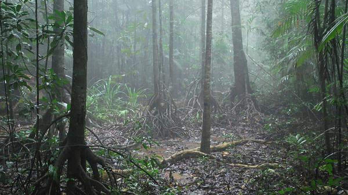 Myristica Swamps