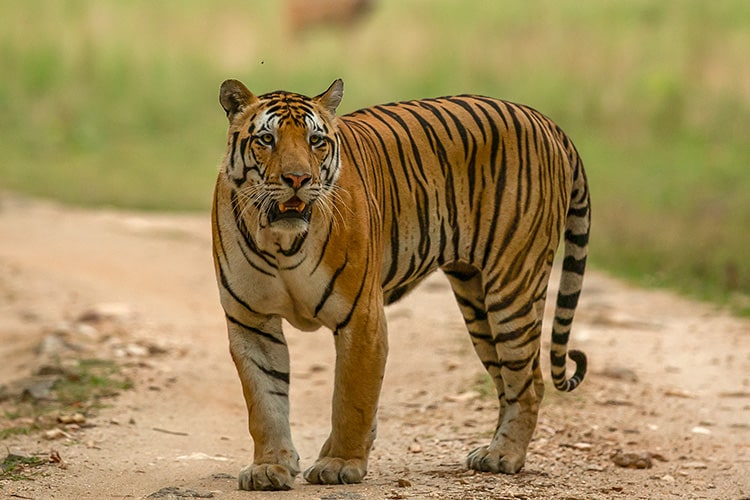 National Tiger Conservation Authority (NTCA)