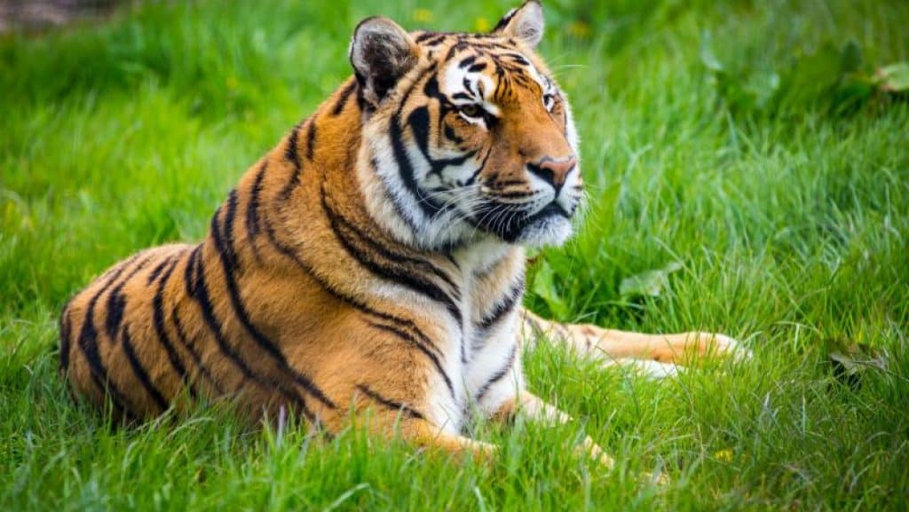 Nauradehi and Durgavati Wildlife Sanctuaries