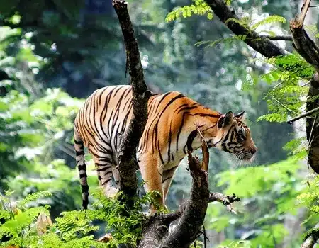 Palamu Tiger Reserve (PTR)